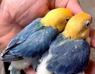 عکس گوشی ۵۴۲۳۶۷۸gle