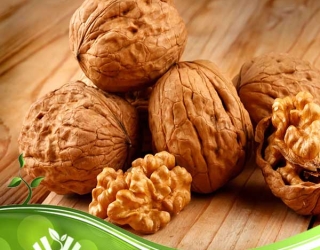 نهال گردو با اصالت و شناسنامه‌دار، مستقیم از نهالستان