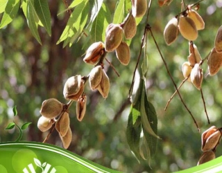  فروش ویژه نهال بادام زودبازده با کیفیت صادراتی