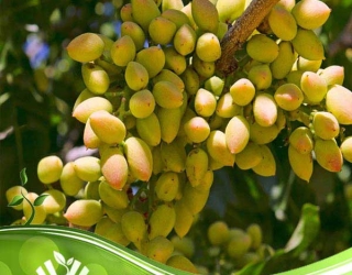 آغاز باغ پسته رویایی شما با نهال‌های سالم و جوان