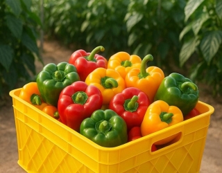 سبد فلفل دلمه ای