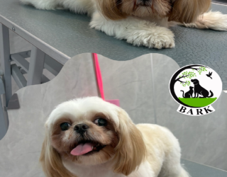 گرومینگ(آرایش حیوانات خانگی)