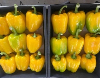 فلفل دلمه صادراتی