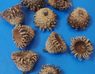 پخش مخروط توسکا وکلاهک بلوط