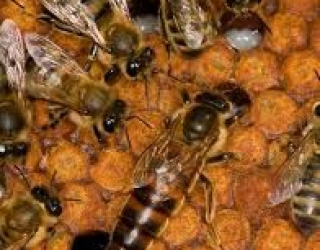 IMG_20251214_053341_081