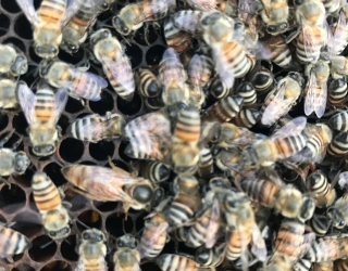 فروش کلونی و کندوی زنبور عسل 