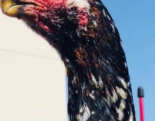 لاری اوشامو المانی وارداتی و نژاد هندی نوک طوطی 