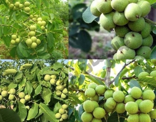 فروش انواع نهال گردو خوشه ای 