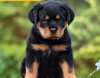 فروش توله روتوایلر اصل آمریکایی با قدرت، وفا داری و تربیت پذیری بالا—تحویل nationwide