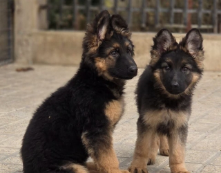 photo_2026-02-05_19-23-01