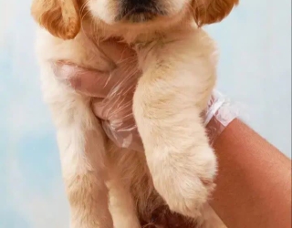 انواع سگ های نژاددار و اصیل در باشگاه سگ های نگهبان