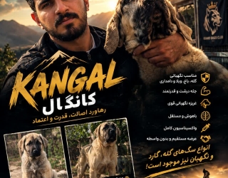 فروش سگ کانگال اصیل