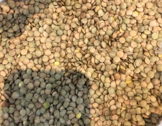 عدس روسی وارداتی