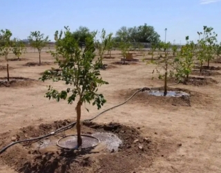آبینه کشت