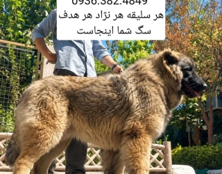 سگ سرابی . الابای . پژدر . قفقازی . کانگال . دلتا داگ . باشگاه سگ های نگهبان 