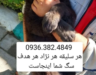 DELTA DOG دلتا داگ باشگاه سگ های نگهبان