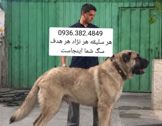 دلتا داگ سگ های نگهبان سرابی آلابای قفقازی کانگال تایبادی خراسانی