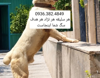دیوار . شیپور. خرید سگ . فروش سگ . باشگاه سگ های نگهبان . دلتا داگ