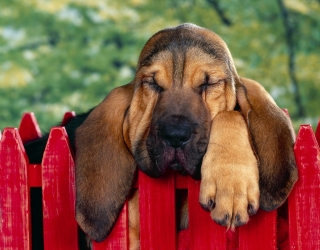 40 Winks, Bloodhound Puppy