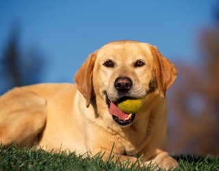 Break Time, Yellow Labrador