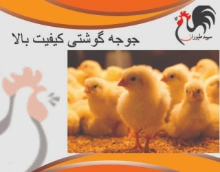 جوجه یک روزه گوشتی راس ، قیمت جوجه زنده - طیور - طیور