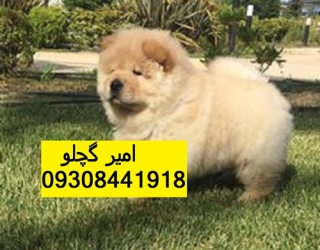 فروش چاو چاو توله چاو چاو وارداتی، چاو چاو اصیل چمپیون