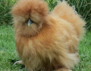 Brown-traditional-silkie-chicken--e1554166243231