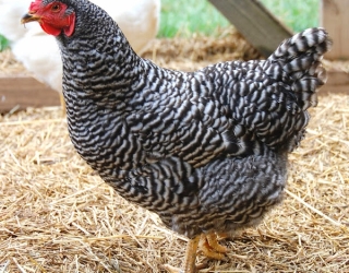 Best Egg Laying Chickens For Beginners