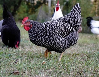 The-Plymouth-Rock-Chicken-All-You-Need-To-Know