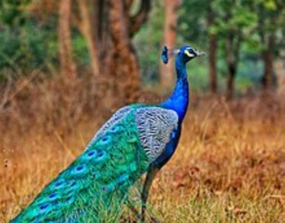 Peacock_by_Nihal_jabin