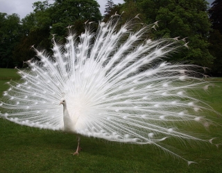 white_peacock_scone_palace