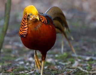 00134_Golden Pheasant_Chris Knights