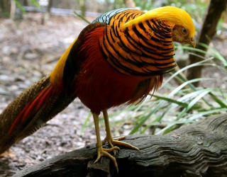 Chrysolophus_pictus_-Melbourne_Zoo,_Australia-8a