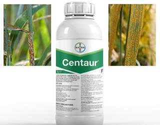 سفارش اینترنتی سم قارچ‌کش Centaur مخصوص مزارع گندم