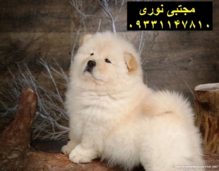 149-1491521_fluffy-chow-chow-puppies-wallpapers-chow-chow-puppy (2)