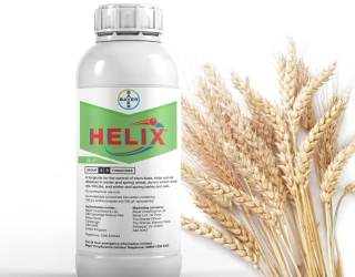 سفارش سم هلیکس Helix برای مبارزه با قارچ در گندم و جو