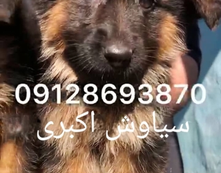 آموزش سگ ژرمن شپرد