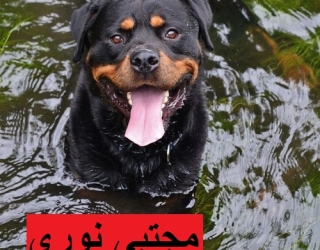 __rottweiler_2022__۲۰۲۱۱۰۳۰_p_2695905446969188331_1_2695905446969188331 - Copy